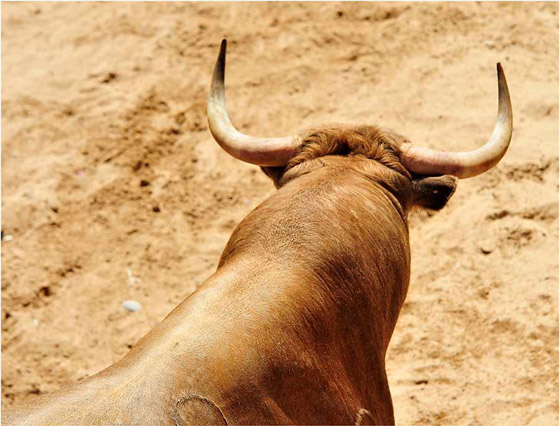 هدايا الزفاف الملكية الغريبة: ثور هندى لميجان وهارى ودراجة لوليام وكيت صورة رقم 3