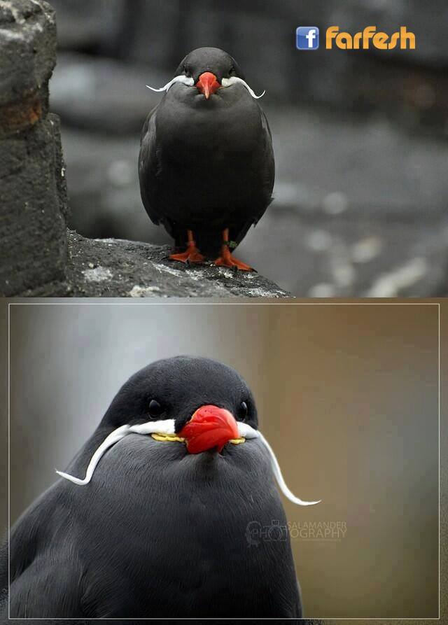 ���� ����� 