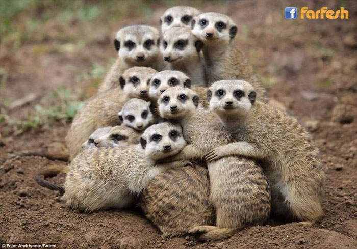 ���� �������