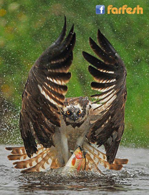 ���� ����� .