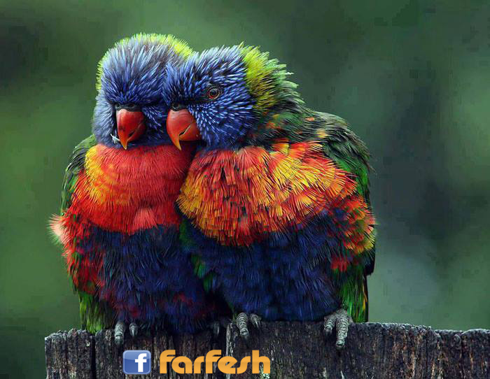 ���� ����