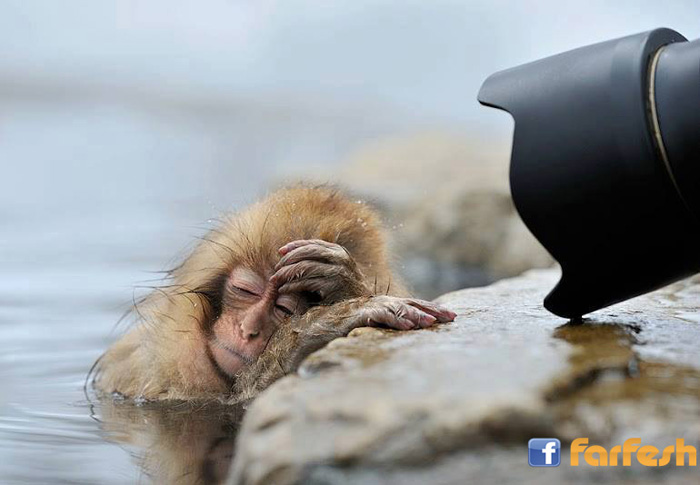 ������� ���� ����� �������� .....