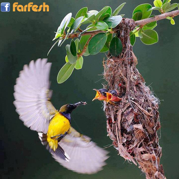 ����� ���� ������..