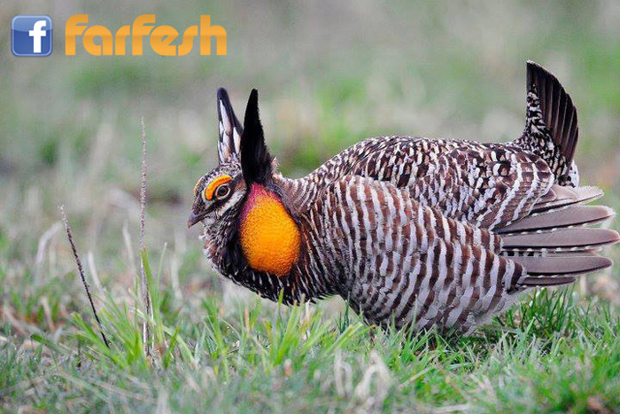 ���� ����� ���� ����� ������ �����