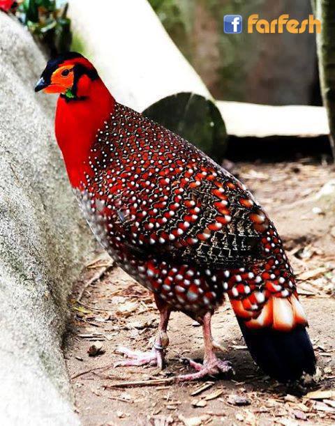 ���� ����������.