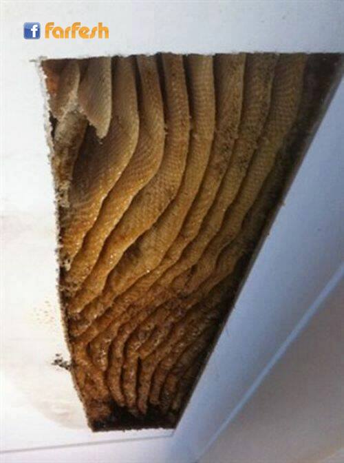 ������� ���� �� ����� ���� ��� ���