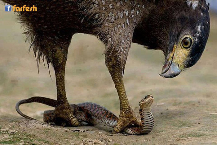 ����� ���� ������ ������� 