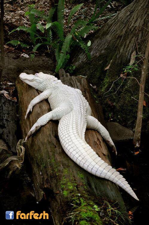 ����� ���� ���� !