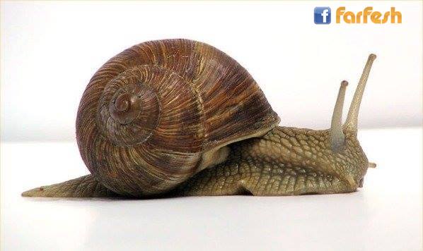 ������ ������� �� ���� 3 ����� ��� ����� !!