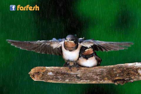 ���� ����� ���� ���� ����� �� �����.