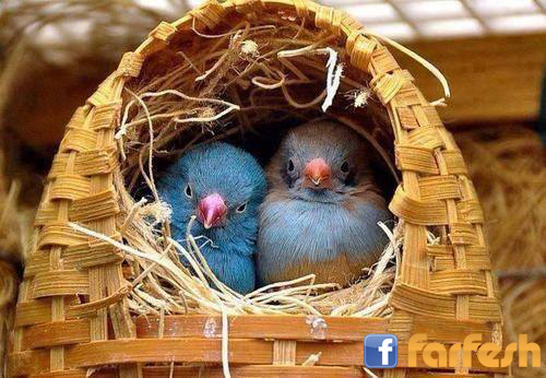 ����� ����