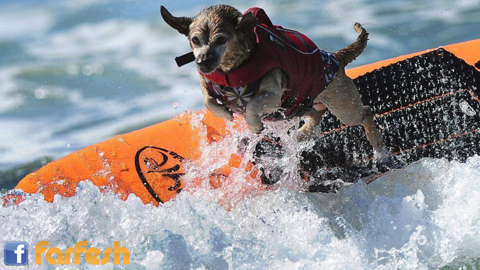 ����� ������  ������