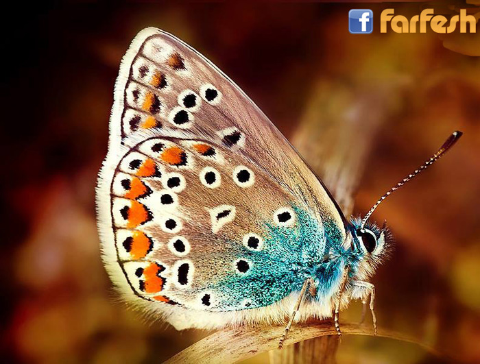 ����� ���� ������