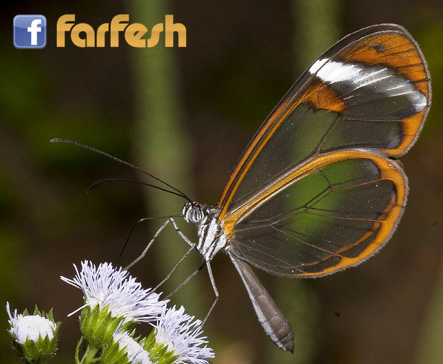 ����� ��� ����� ������ 