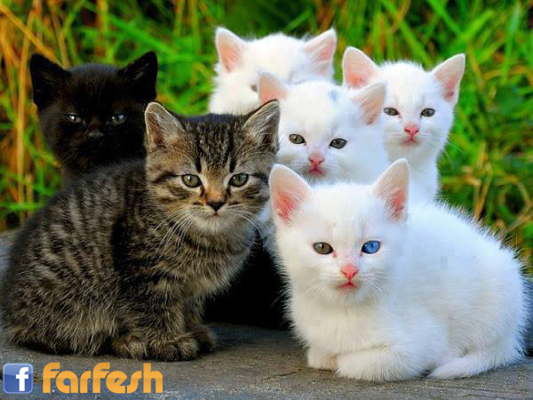 ��� ���� �� ���