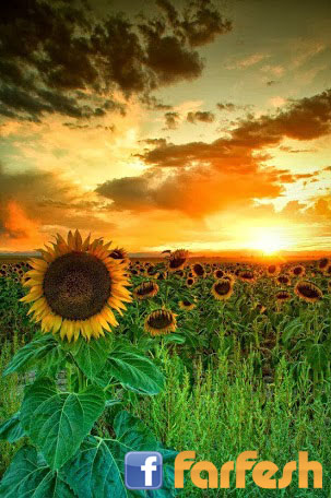 ���� �����