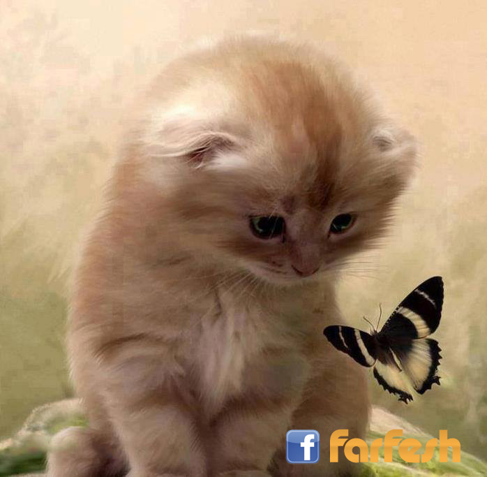 �� ��� �� ����