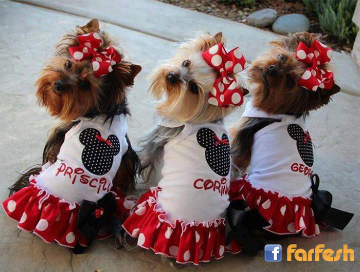 �� �������