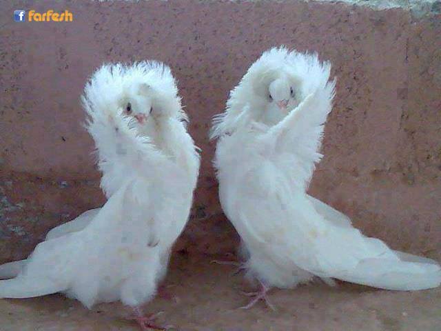 ���� ������ ....