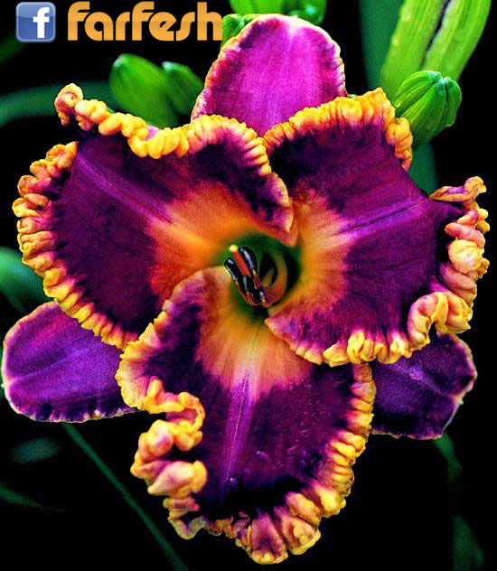 ��� ���� �� ���