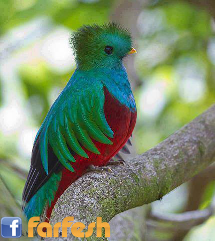 ������ ����� ����� ������