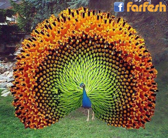 ���� �����