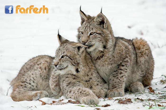 ���� ���� ����