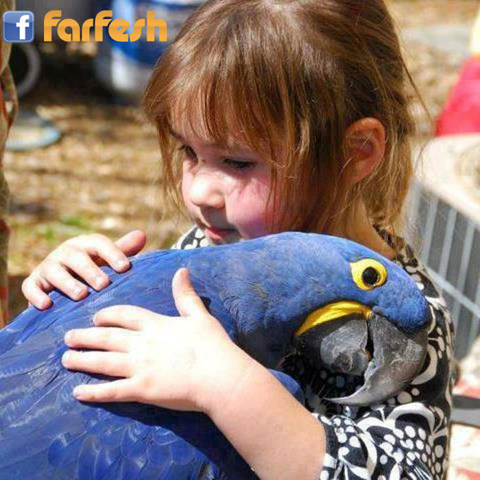 ������ ��� �����