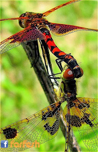 ����� ����