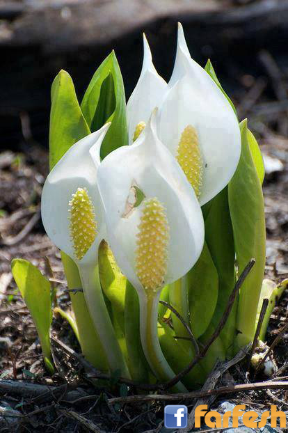 ��� ������ ����� 