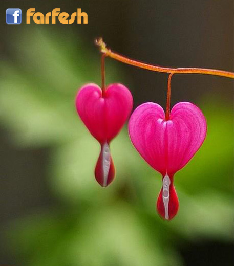 ��� ����� ������