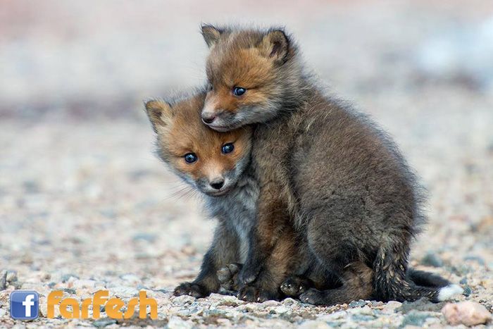 ���� ����� ������.