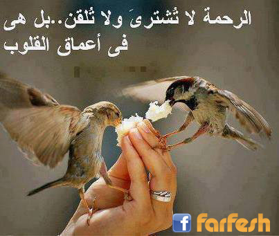 ������ �� �����