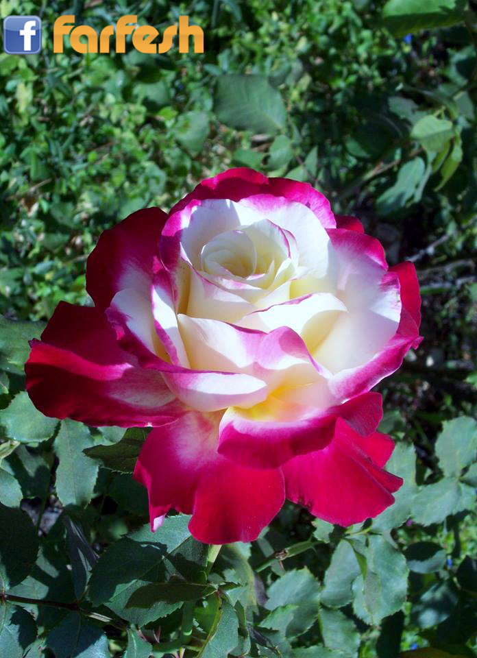 ���� ����� ����� �� ���� ������ ����� ���� �� ���� �����