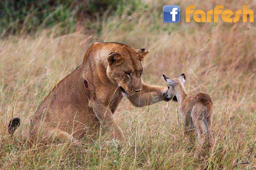 .... ������ ����� ���� ��� ���� ���...... ���� �� ������� ���� ����� ������� �������