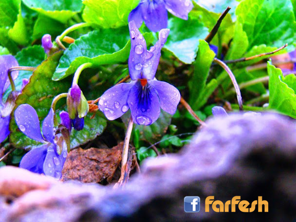 ����� ������ �����