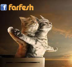 ������� ������ �������