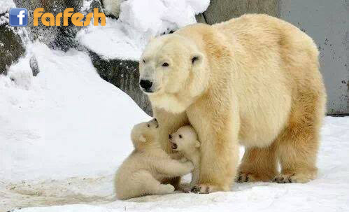 ����� ���� �������� ����� ����