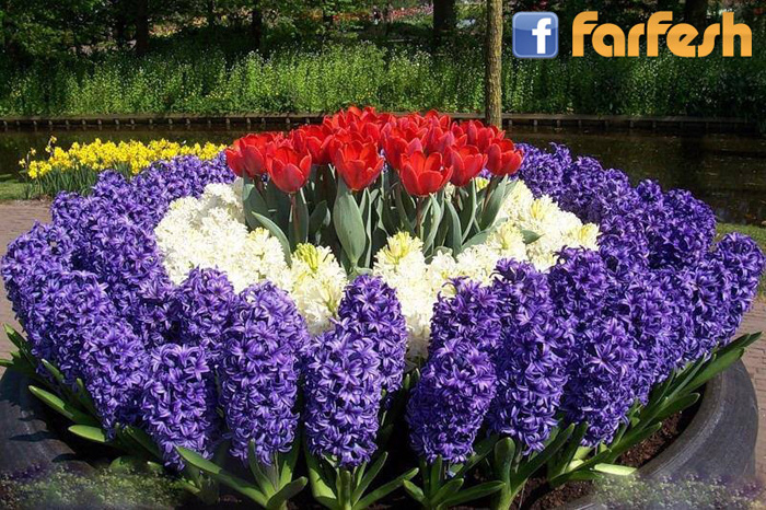 ���� ���� ��� �������