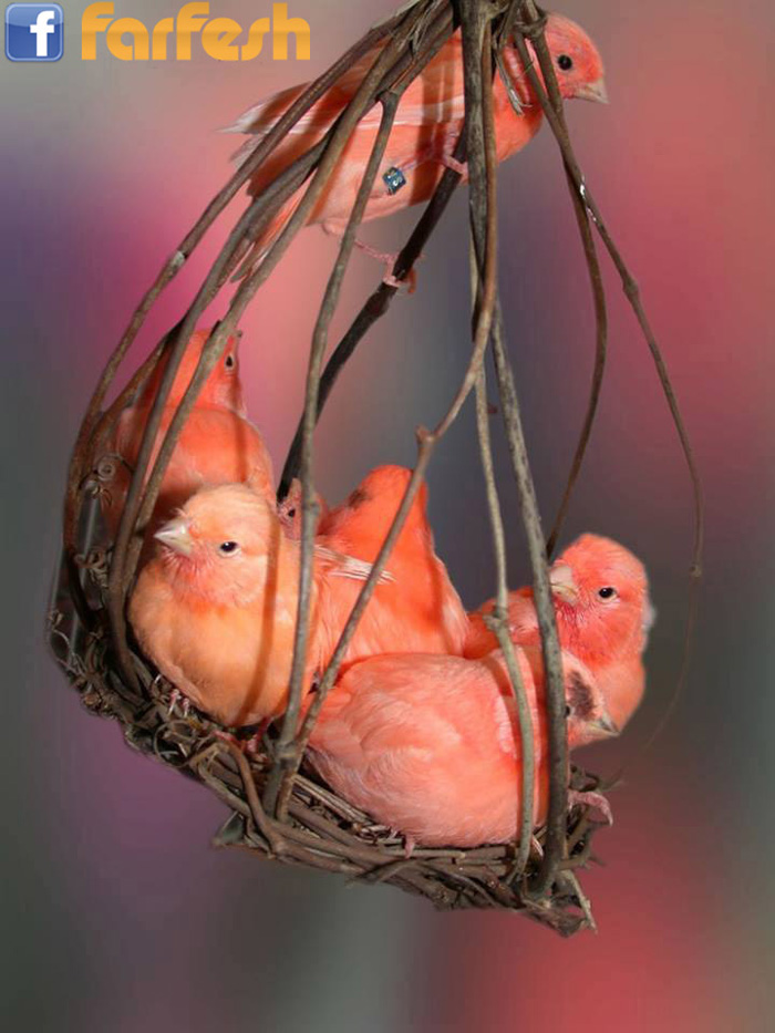 ���� ����� ������� �� ������ ���� �������