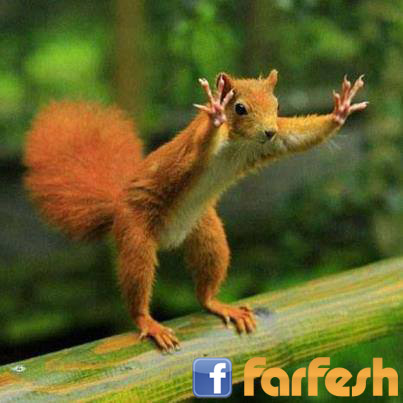 ���� �������