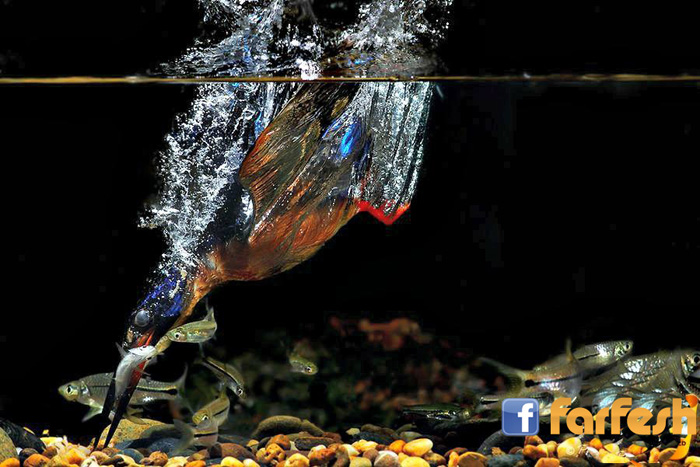 ���� ����� ����� ����� ���� ��� �����