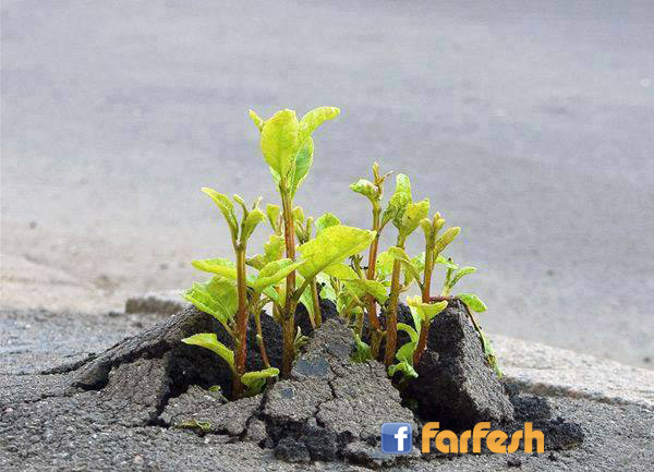 �� ������ ���� �������