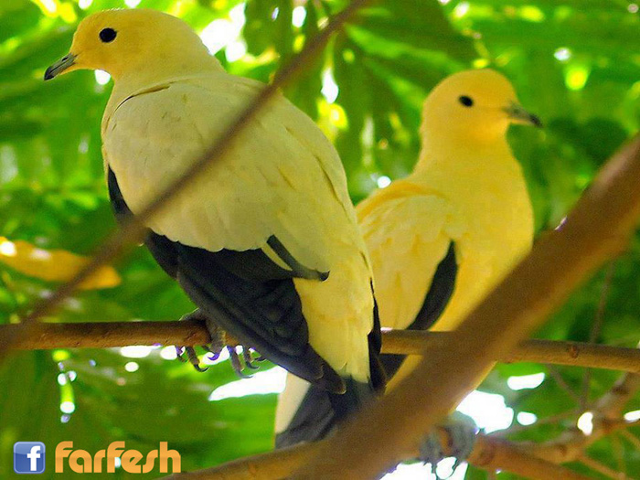 �� ������ ����� ������ ������