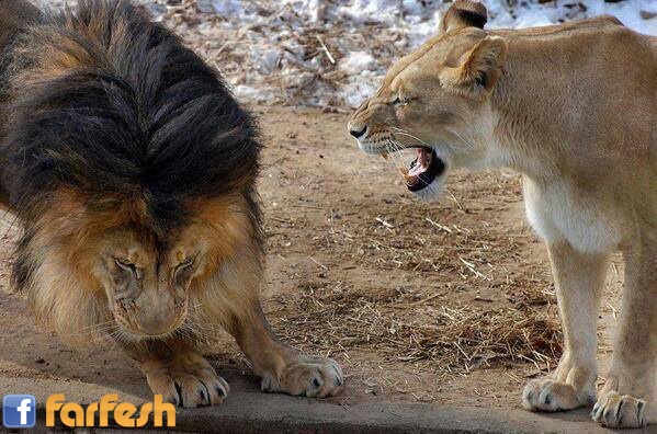 ��� ��� ������ ���� �� �����