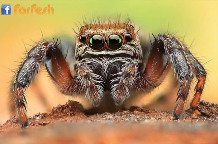 �� ���� ��� ���� ���� �� 40000 ��� �� ������� �� ������