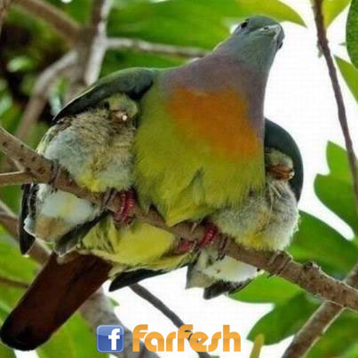 ��� ����� ���� �� ������� 