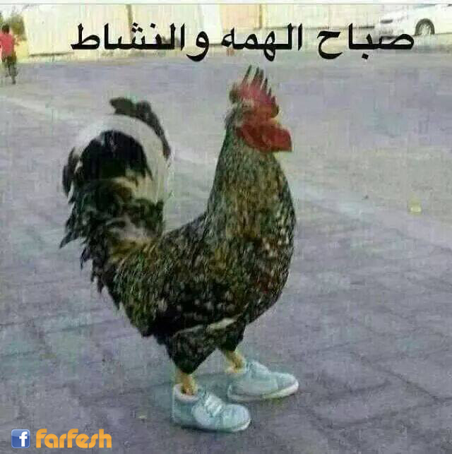 ���� ������