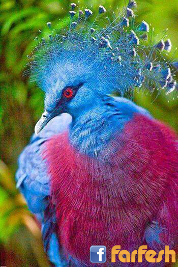 ���� ��� ������