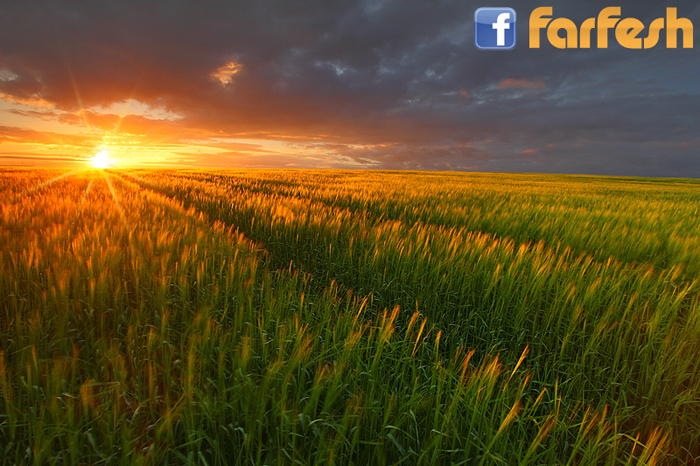 ���� ����� ����� ���� ������ ���� ������ ��� ���� �����